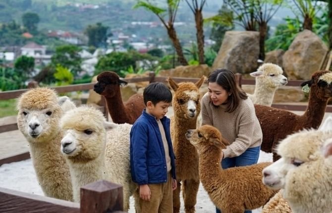 Children petting and feeding alpacas, ponies and rabbits at a friendly Bali animal farm
